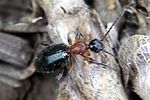 formicomus-coerulipennis-foto-martinez