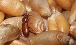 gnatocerus-cornutus-male-foto-koehler