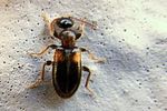 hirticomus-hispidus-foto-coelho