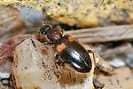 hirticomus-hispidus-foto-keresztes