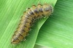 lagria-atripes-larva-foto-krumm