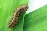 lagria-atripes-larva3-foto-krumm
