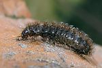 lagria-hirta-larva-foto-devillers