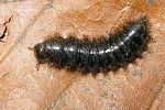 lagria-hirta-larva-foto2-devillers