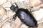 meloe-tuccius-foto-eckstein