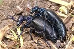 meloe-violaceus-paar2-foto-weidlich