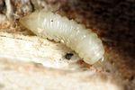 mordellaria-aurofasciata-larva-foto-krumm