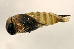 mordellaria-aurofasciata-pupa-foto-krumm