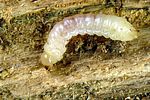 mordellochroa-abdominalis-larva-foto-krumm