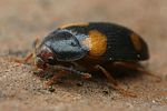 mycetophagus-quadripustulatus-foto-faasen