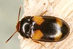 mycetophagus-quadripustulatus2-foto-dvorak