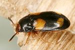 mycetophagus-quadripustulatus3-foto-dvorak