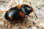 mycetophagus-quadripustulatus4-foto-koehler
