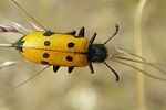 mylabris-quadripunctata-foto-jacinto