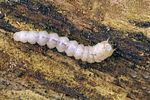 nacerdes-carniolica-larva-foto-krumm