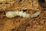 nacerdes-carniolica-larva2-foto-krumm