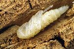 nacerdes-carniolica-pupa2-foto-krumm