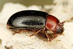 neomida-haemorrhoidalis-foto-dvorak