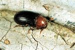 neomida-haemorrhoidalis-foto-tolasch
