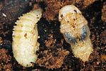 neomida-haemorrhoidalis-pupae-foto-polacek