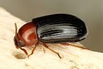 neomida-haemorrhoidalis2-foto-dvorak