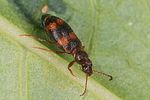 notoxus-trifasciatus-foto-altmann