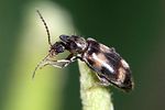 notoxus-trifasciatus-foto-weidlich