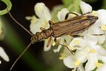 oedemera-barbara-female-foto-altmann
