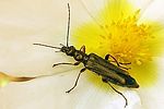 oedemera-barbara-female-foto-coelho