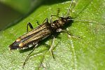 oedemera-barbara-female4-foto-jacinto