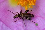 oedemera-barbara-male-foto-fransen