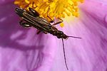 oedemera-barbara-male2-foto-jacinto