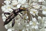 oedemera-basalis-male-foto-martinez