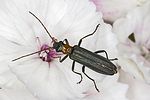 oedemera-croceicollis-foto-hense