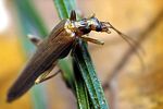 oedemera-femoralis-foto-wmueller