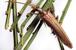 oedemera-femoralis2-foto-wmueller