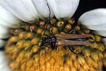 oedemera-femorata-female-foto-bense