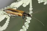 oedemera-femorata-female-foto-dvorak