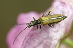 oedemera-femorata-female-foto-weidlich
