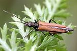 oedemera-femorata-female-foto-weisenboehler
