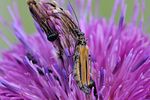 oedemera-femorata-female3-foto-fransen