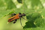 oedemera-femorata-male-foto-brueckner