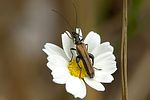 oedemera-femorata-male-foto-krueger
