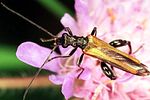 oedemera-femorata-male-foto2-polacek