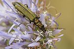 oedemera-flavipes-female-foto-brueckner