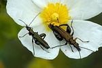 oedemera-flavipes-foto-fransen