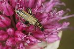 oedemera-flavipes-male-foto-altmann
