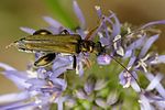 oedemera-flavipes-male-foto-brueckner