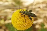 oedemera-flavipes-male-foto-coelho