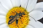 oedemera-flavipes-male-foto-keresztes
